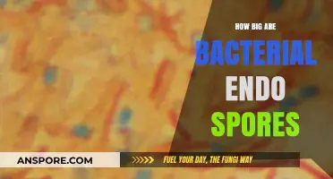 Exploring the Microscopic Size of Bacterial Endospores: A Comprehensive Guide