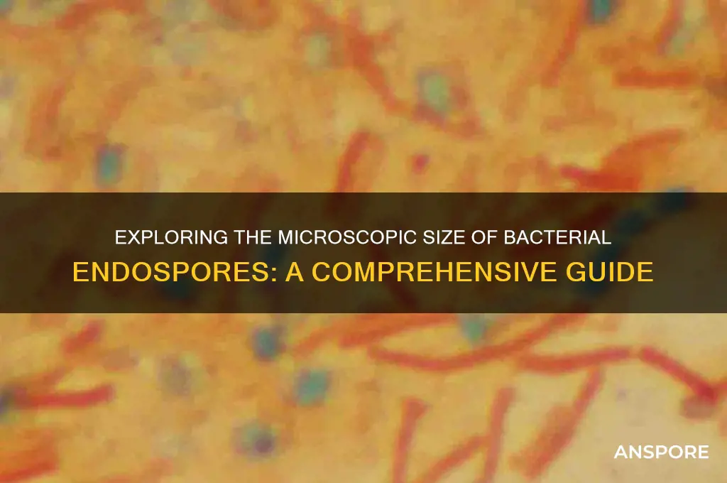 how big are bacterial endo spores