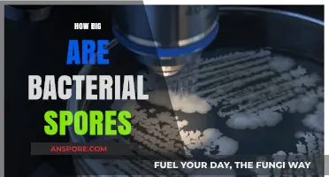 Unveiling the Microscopic World: Understanding the Size of Bacterial Spores