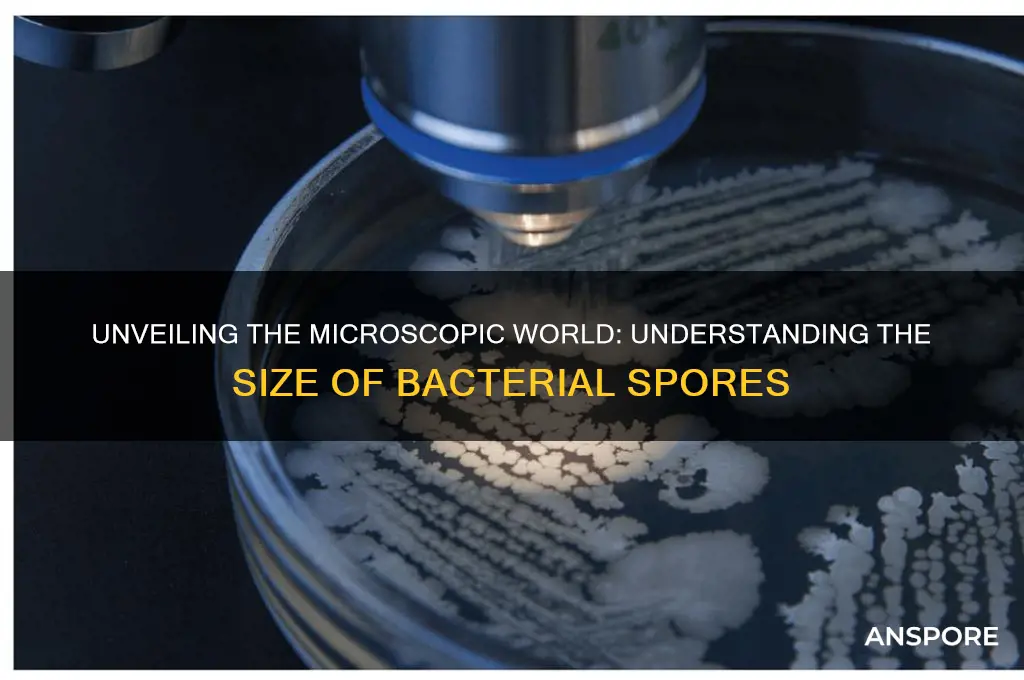 how big are bacterial spores