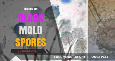 Understanding the Size of Black Mold Spores: A Comprehensive Guide