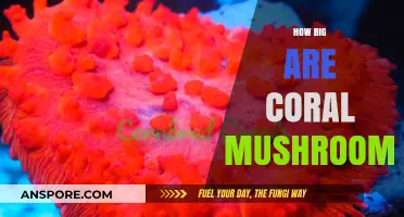 The Size of Coral Mushrooms: How Big Do They Grow?