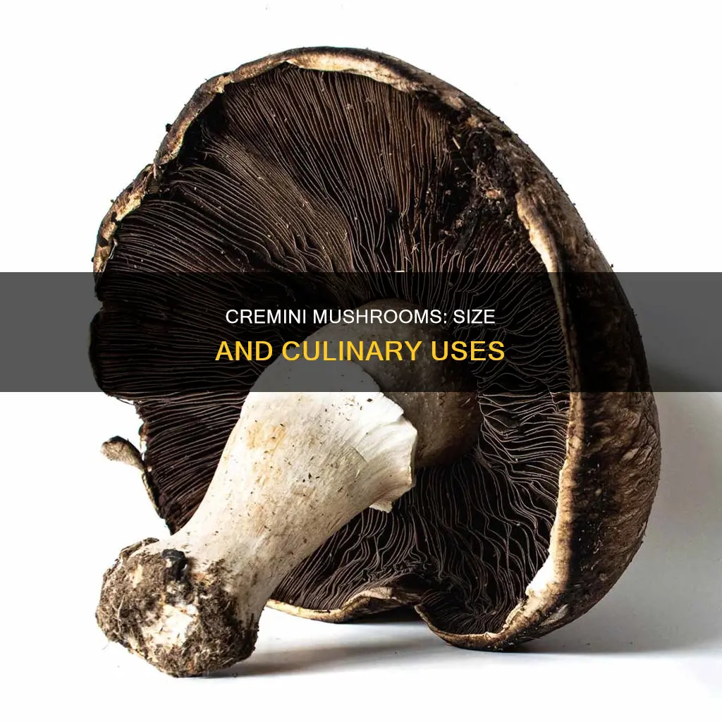 how big are cremini mushrooms