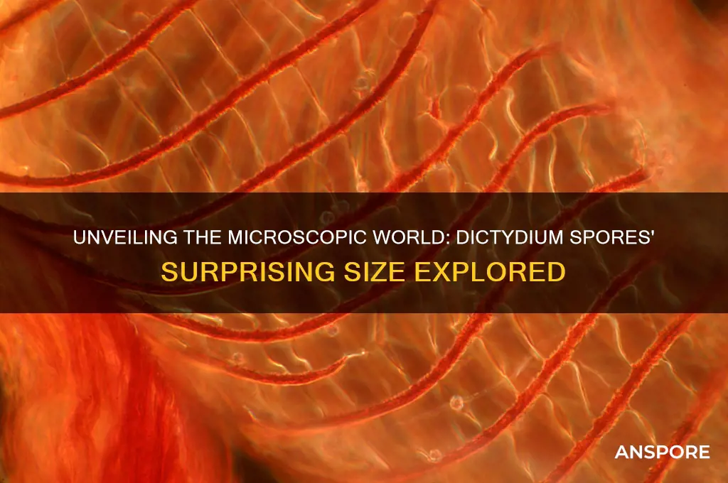 how big are dictydium spores