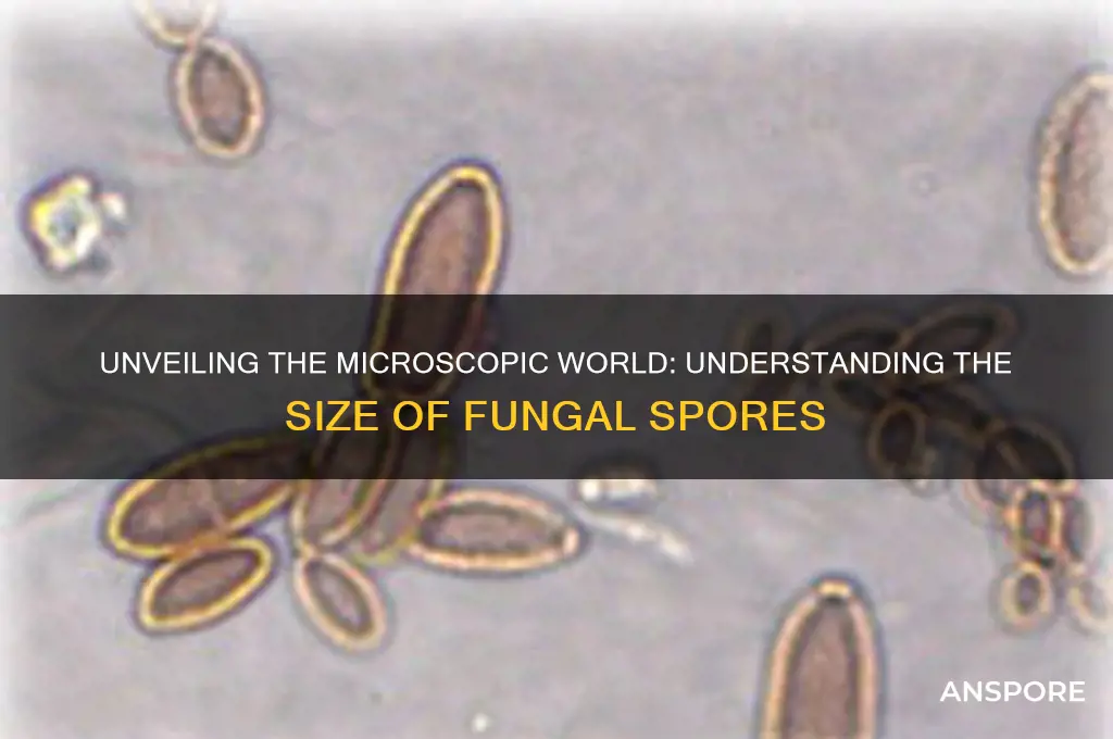 how big are fungal spores
