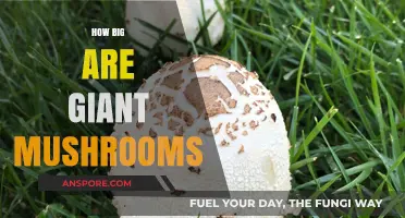 Giant Mushrooms: How Big Can They Grow?
