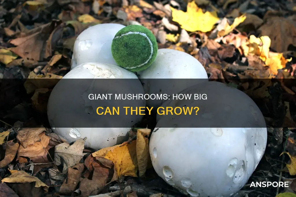 how big are giant mushrooms