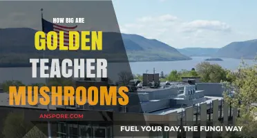 Golden Teacher Mushrooms: Size and Growth Insights