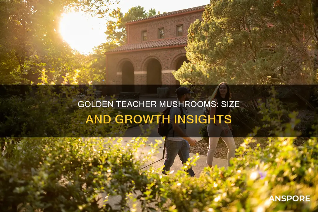 how big are golden teacher mushrooms