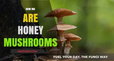 Honey Mushrooms: Nature's Giant Fungi