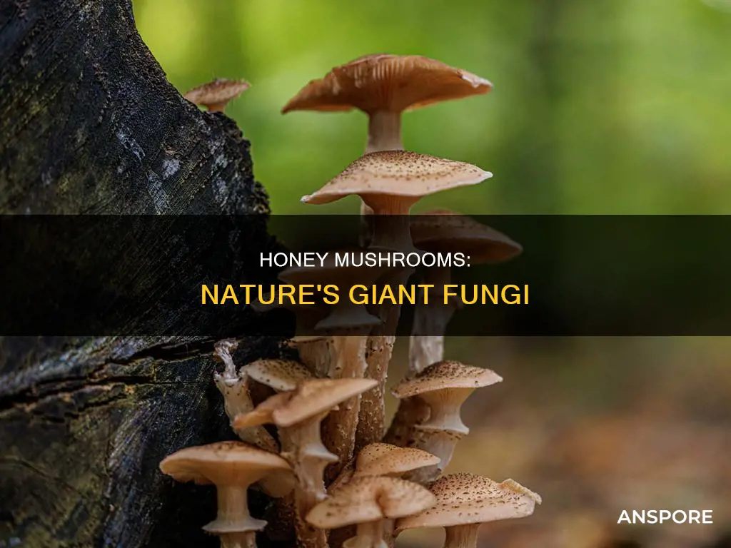 how big are honey mushrooms