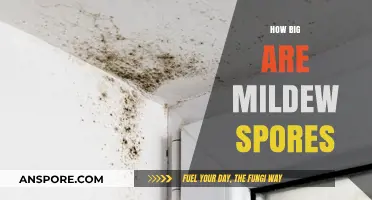 Unveiling the Microscopic World: Understanding Mildew Spore Dimensions