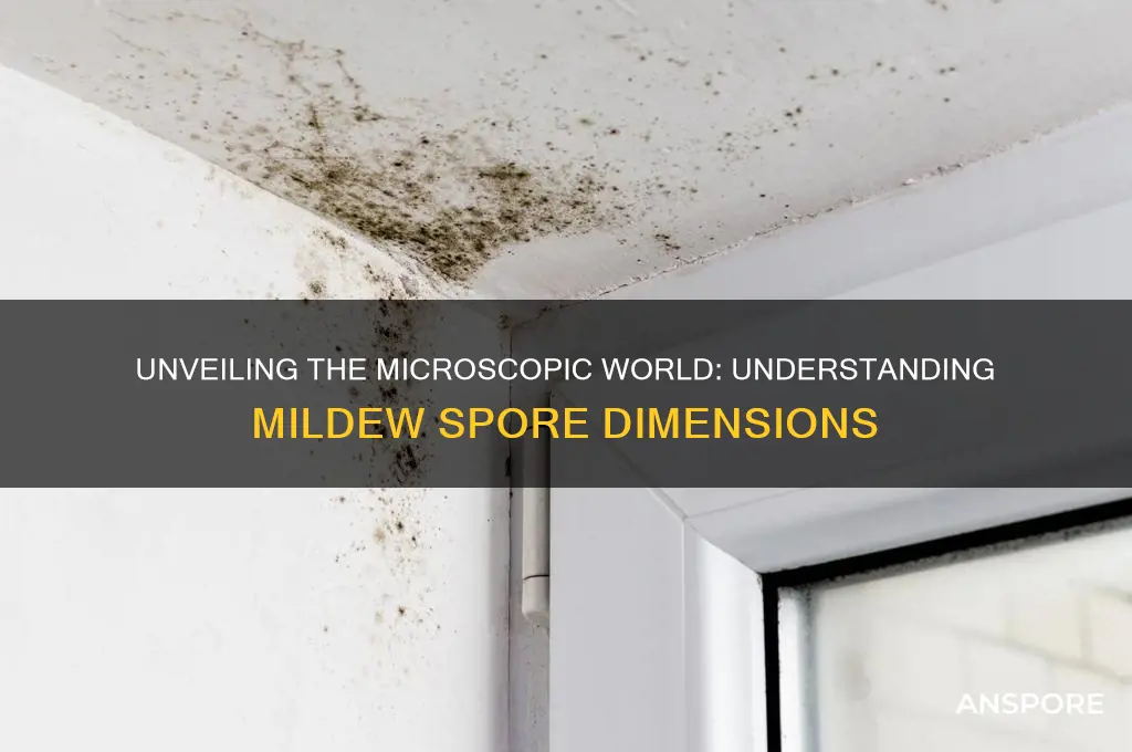 how big are mildew spores