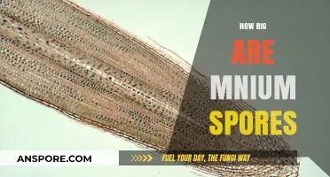 Unveiling the Microscopic World: Understanding the Size of Mnium Spores
