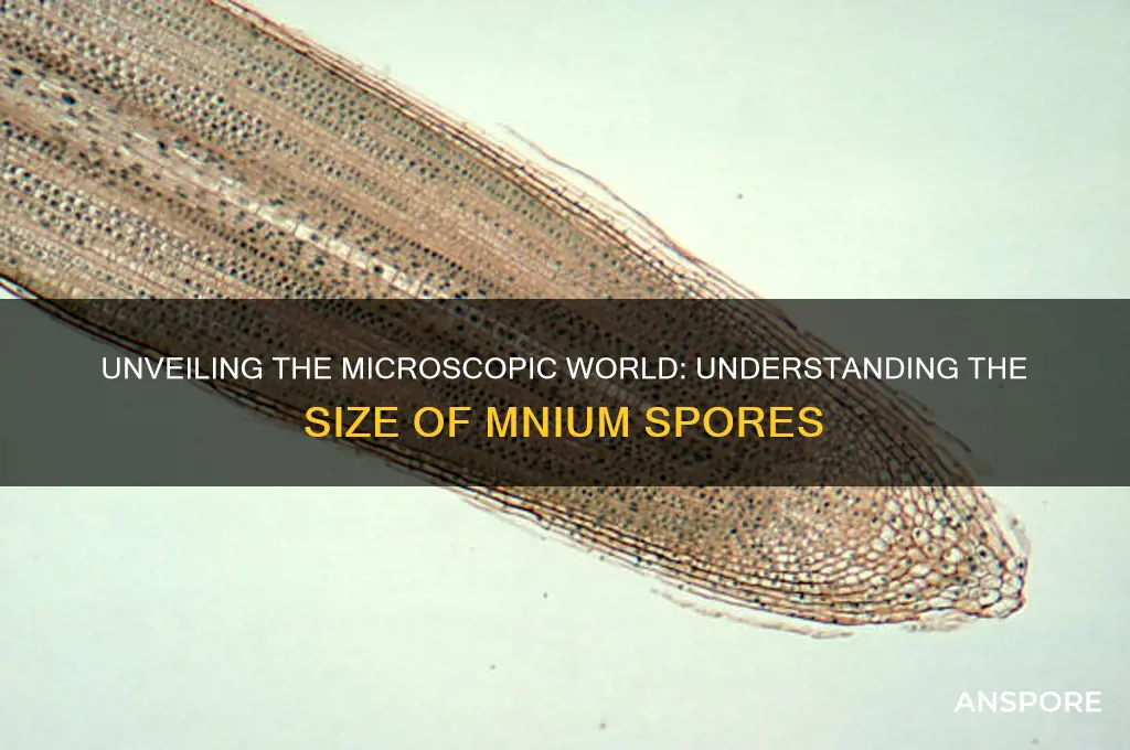 how big are mnium spores