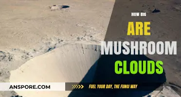 Understanding the Massive Scale of Mushroom Clouds
