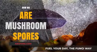 The Microscopic World of Mushroom Spores