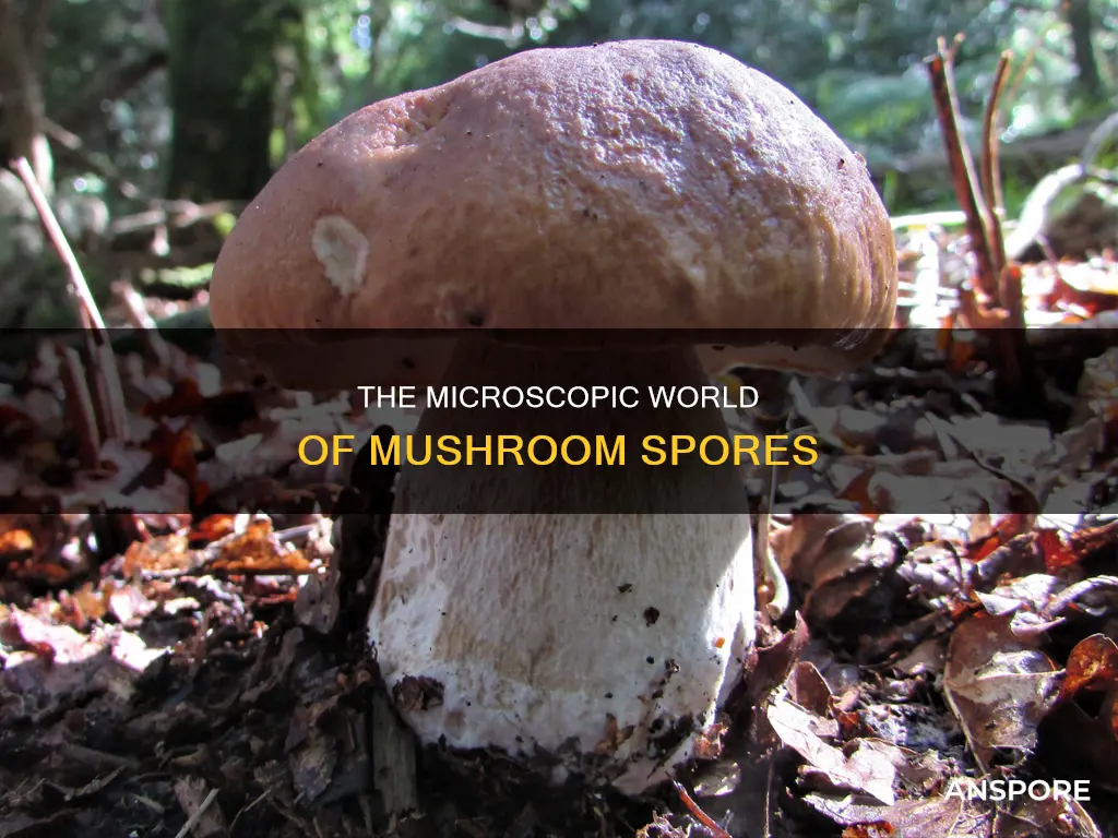 how big are mushroom spores