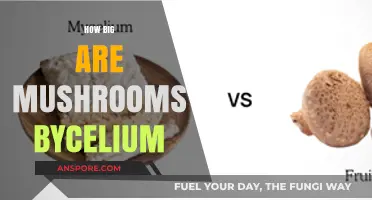 Mushroom Mycelium: The Underground Network's Reach