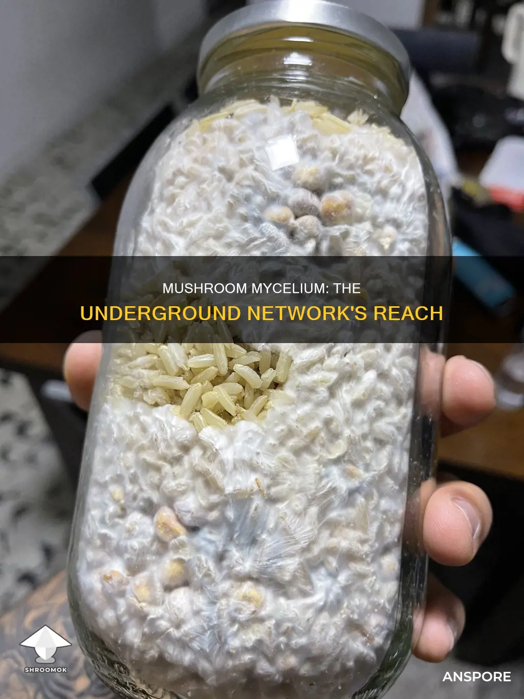 how big are mushrooms bycelium
