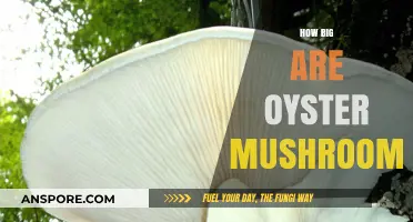 The Ultimate Size of Oyster Mushrooms
