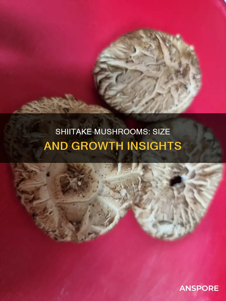 how big are shiitake mushrooms