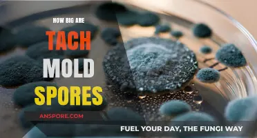 Understanding the Size of Toxic Mold Spores: A Comprehensive Guide