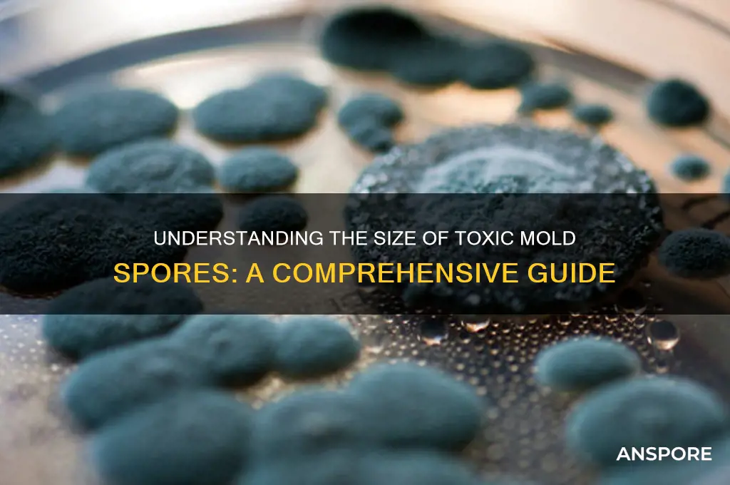 how big are tach mold spores