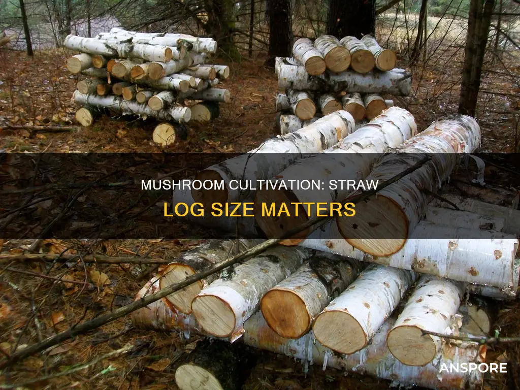 how big are your straw logs for mushroom cultivation