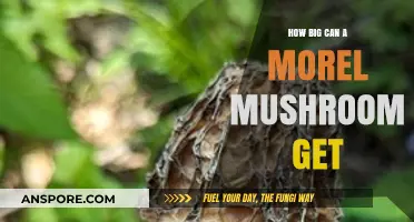 Exploring the Impressive Size Limits of Morel Mushrooms in Nature