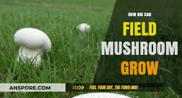 Exploring the Impressive Size Potential of Field Mushrooms