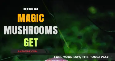 Exploring the Surprising Size Potential of Magic Mushrooms