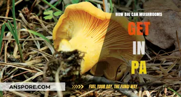 Exploring Pennsylvania's Giant Mushrooms: Sizes, Species, and Surprising Facts