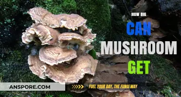 Exploring the Astonishing Sizes of Mushrooms: How Big Can They Grow?