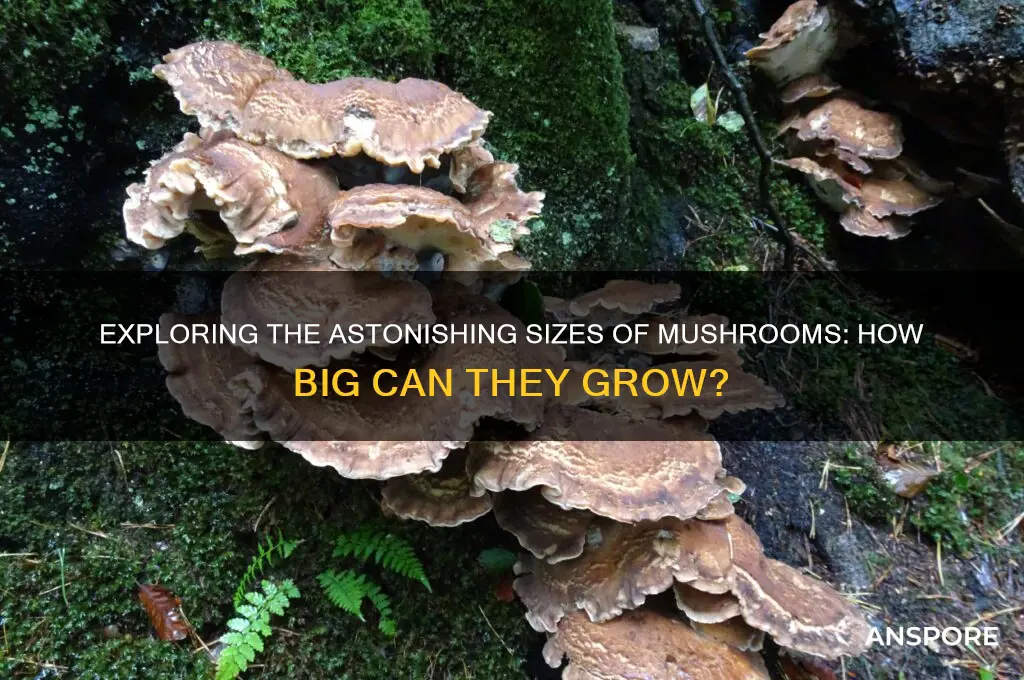 how big can mushrooms get