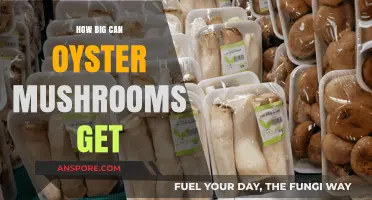 Discover the Surprising Size Potential of Oyster Mushrooms