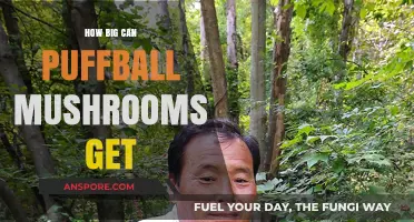 Exploring the Surprising Size of Giant Puffball Mushrooms