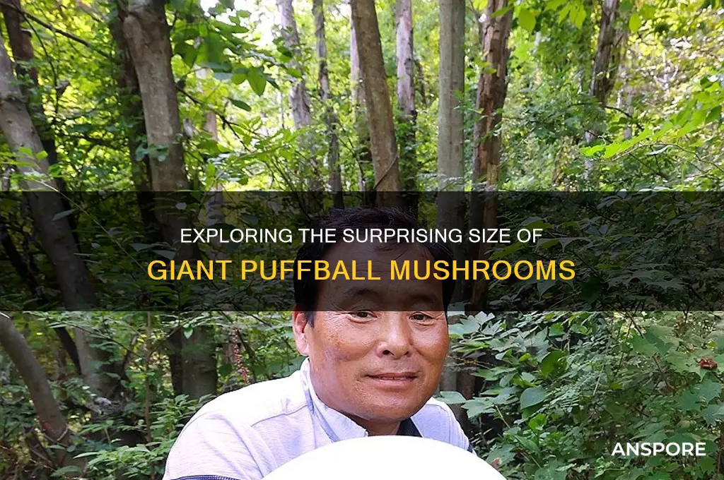 how big can puffball mushrooms get
