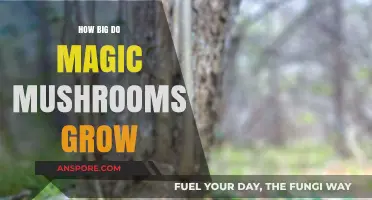 Exploring the Surprising Size of Magic Mushrooms in Nature