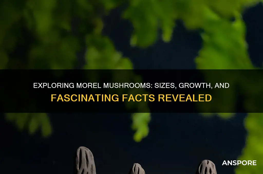 how big do morel mushrooms get
