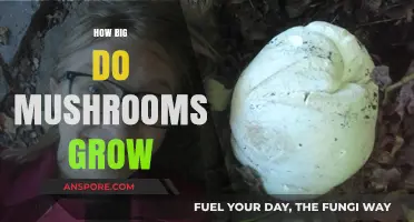 Exploring the Astonishing Sizes of Mushrooms: How Big Can They Grow?