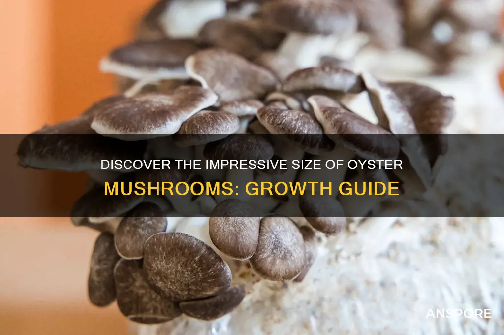 how big do oyster mushrooms grow