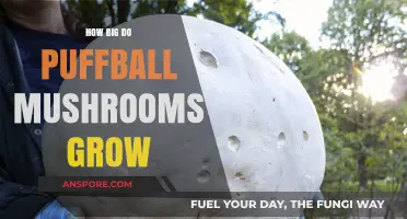 Exploring the Surprising Size of Puffball Mushrooms in Nature