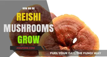 Discover the Impressive Size of Reishi Mushrooms in Nature