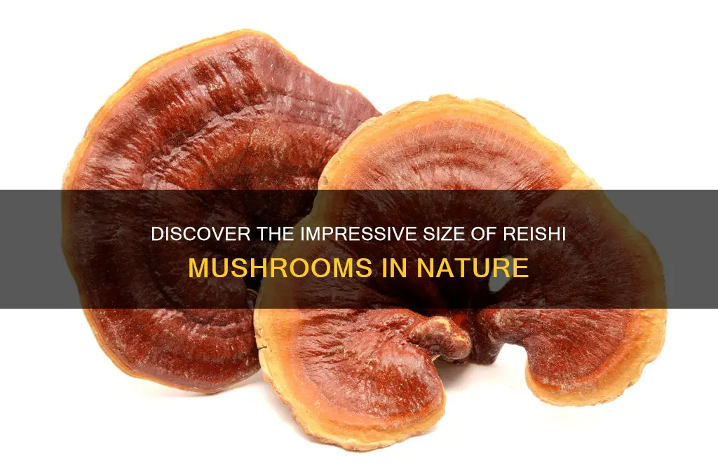 how big do reishi mushrooms grow