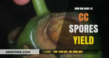 Understanding 12 CC Spore Yield: Maximizing Growth and Harvest Potential