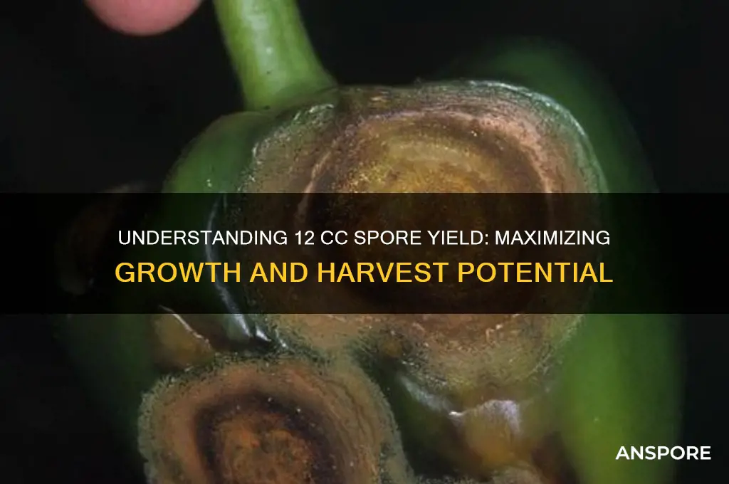 how big does 12 cc spores yield