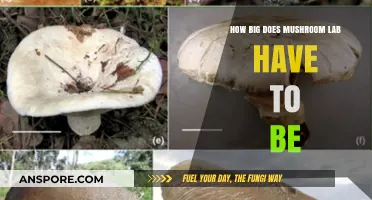 Growing Mushrooms: Space Requirements for a Lab