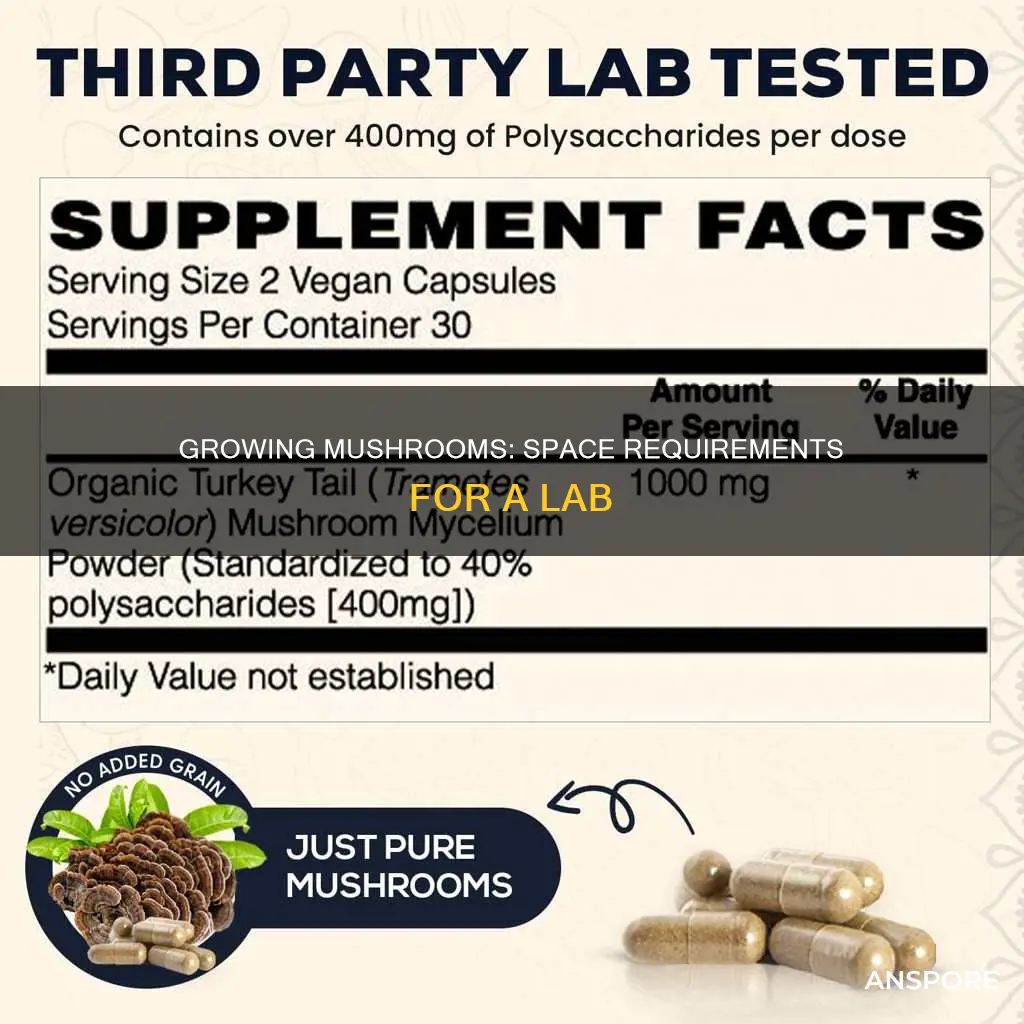 how big does mushroom lab have to be