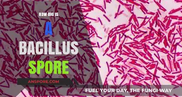 Unveiling the Microscopic World: Bacillus Spore Size Explained